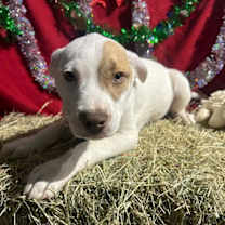 Thumbnail photo of Patchy Pete #2