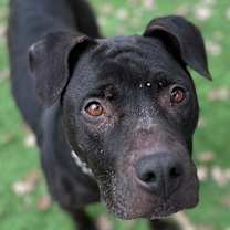 Thumbnail photo of Hera -  ECAS #1