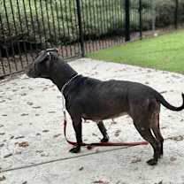 Thumbnail photo of Hera -  ECAS #3