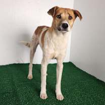 Thumbnail photo of Maybelle #3