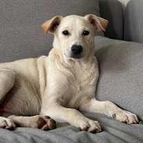 Thumbnail photo of Bindi #1