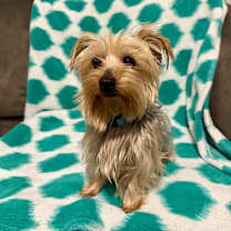 Thumbnail photo of Merle #1