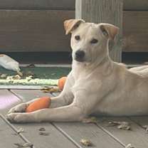 Thumbnail photo of Bindi #2