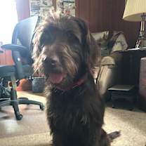 Thumbnail photo of Penny *Adoption Pending* #2