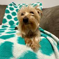 Thumbnail photo of Merle #2