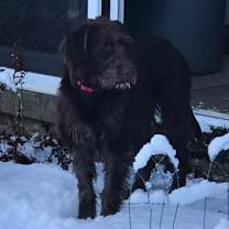 Thumbnail photo of Penny *Adoption Pending* #3