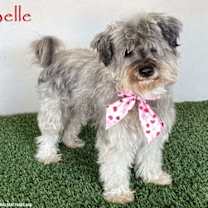 Thumbnail photo of Belle #1