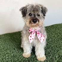 Thumbnail photo of Belle #2