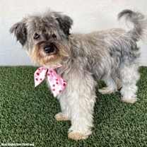 Thumbnail photo of Belle #3