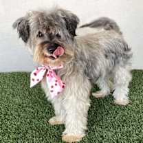 Thumbnail photo of Belle #4