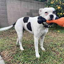 Thumbnail photo of Luna #1