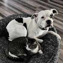 Thumbnail photo of Luna #2