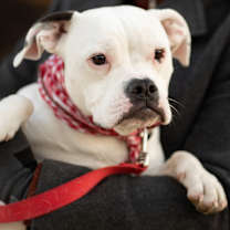 Thumbnail photo of Tula #1