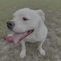 Thumbnail photo of Tula #3