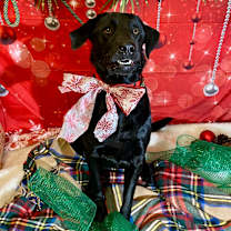 Thumbnail photo of GUNNER #2