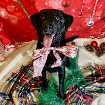 Thumbnail photo of GUNNER #4