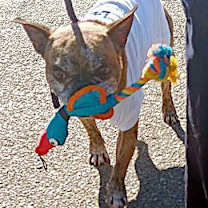 Thumbnail photo of Moe #3