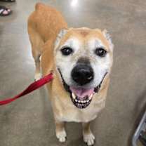 Thumbnail photo of Rusty #2