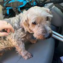 Thumbnail photo of Stevee-o #1