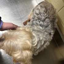 Thumbnail photo of Stevee-o #2