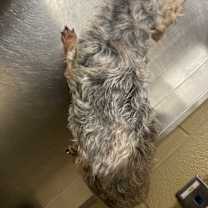 Thumbnail photo of Stevee-o #4