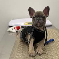 Thumbnail photo of Dior #2