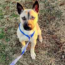 Thumbnail photo of Troyo #2