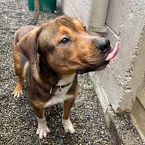 Thumbnail photo of Dickens #2