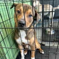 Thumbnail photo of Dickens #3