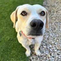 Thumbnail photo of Bingo Sparkles #4