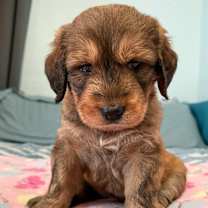 Thumbnail photo of Bernedoodle Puppies #2