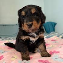 Thumbnail photo of Bernedoodle Puppies #3