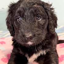 Thumbnail photo of Bernedoodle Puppies #4