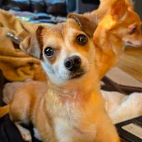 Thumbnail photo of Lala #1