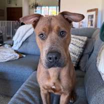 Thumbnail photo of Scrappy-Doo #4