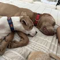 Thumbnail photo of Bo #4