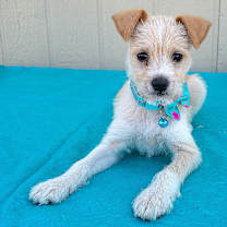 Thumbnail photo of DUFFY #2