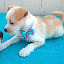 Thumbnail photo of DUFFY #3