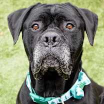 Thumbnail photo of She-Ra #1