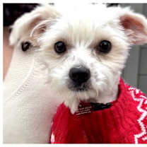 Thumbnail photo of Razz #1