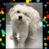 Thumbnail photo of Razz #2