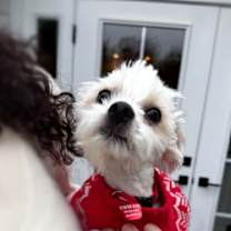 Thumbnail photo of Razz #3