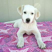 Thumbnail photo of ALLIE #1