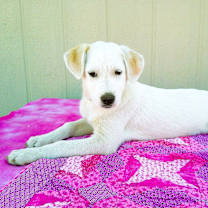 Thumbnail photo of ALLIE #2