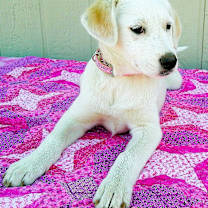 Thumbnail photo of ALLIE #3