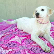 Thumbnail photo of ALLIE #4