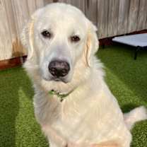 Thumbnail photo of Lorek #1