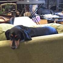 Thumbnail photo of Dilbert #1