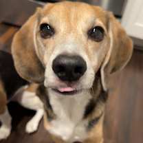 Thumbnail photo of Ocho #1