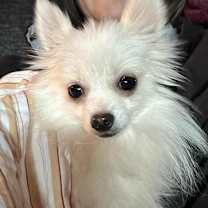 Thumbnail photo of Tiny Tim #1